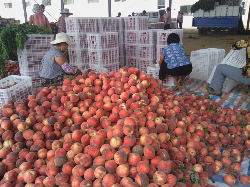 塑料水果筐 塑料水果筐